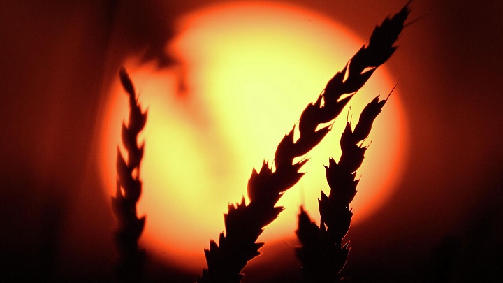 На Куликовом поле хотят вырастить "историческую" пшеницу