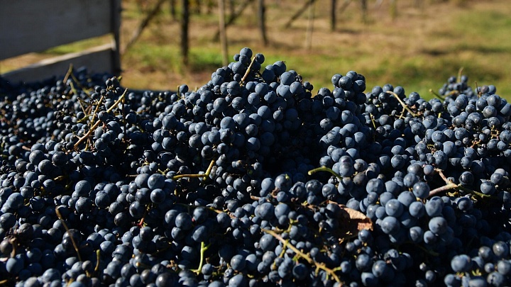 Россия стала покупать втрое больше винограда у Китая